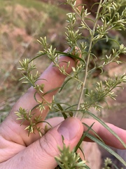 Brickellia longifolia