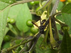 Eickwortia