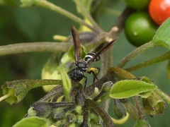 Eickwortia