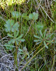 Sidalcea calycosa rhizomata