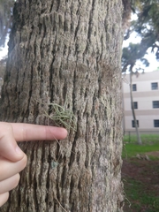 Tillandsia recurvata image
