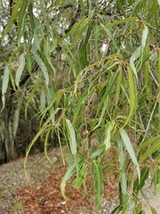 Quercus viminea
