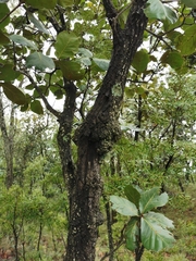 Quercus jonesii
