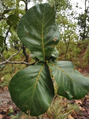 Quercus jonesii