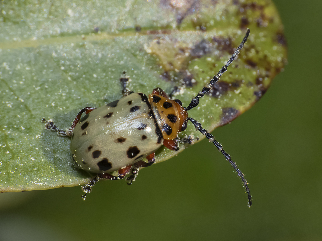 Procalus