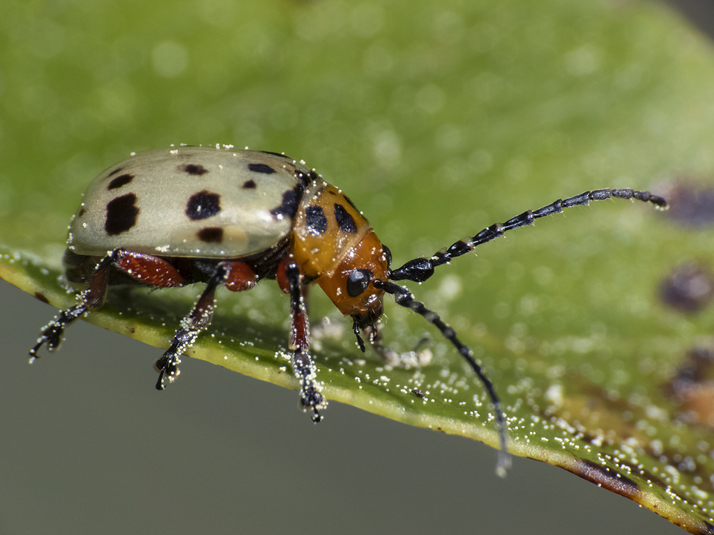 Procalus reduplicatus