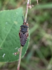 Coelioxys slossoni slossoni