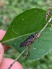 Coelioxys slossoni slossoni