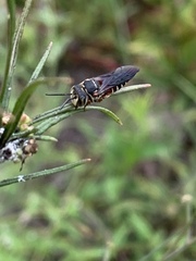 Coelioxys slossoni slossoni