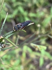 Coelioxys slossoni slossoni
