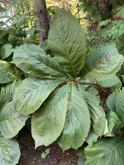 Rodgersia aesculifolia
