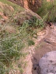 Brickellia longifolia