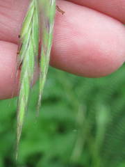 Bromus sitchensis