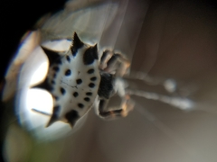 Gasteracantha cancriformis