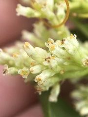 Cuscuta cephalanthi
