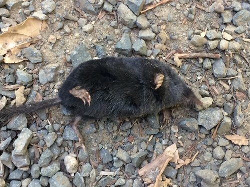 American Shrew Mole