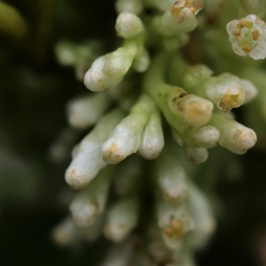Cuscuta cephalanthi