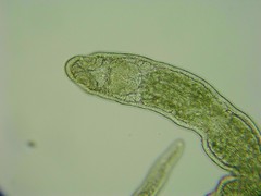 Stenostomum