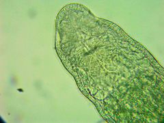 Stenostomum