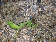 Hierodula patellifera patellifera