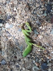 Hierodula patellifera patellifera