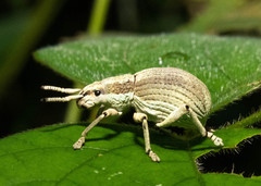 Episomus chinensis