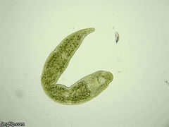Stenostomum