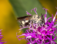 Triepeolus remigatus