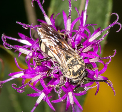 Triepeolus remigatus