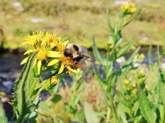 Bombus rufocinctus