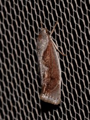 Lichenaula undulatella