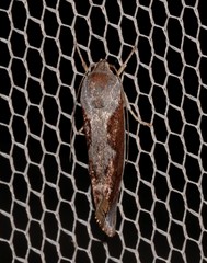 Lichenaula undulatella