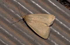 Heliocheilus moribunda