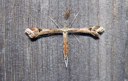 Lousewort Plume Moth