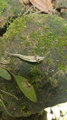 Trichosalpinx blaisdellii