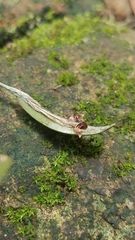 Trichosalpinx blaisdellii