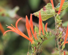 Anisacanthus quadrifidus