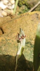 Trichosalpinx blaisdellii