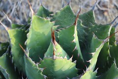 Agave nuusaviorum