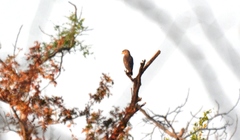 Circaetus cinerascens