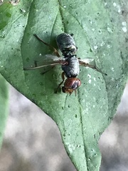 Senopterina caerulescens