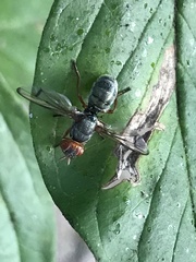 Senopterina caerulescens