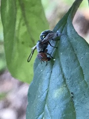 Senopterina caerulescens