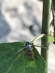 Senopterina caerulescens