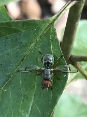 Senopterina caerulescens