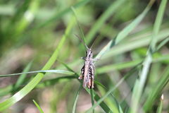 Chorthippus mollis