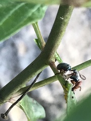 Senopterina caerulescens