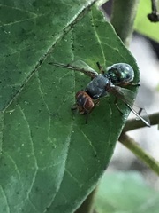 Senopterina caerulescens