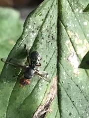 Senopterina caerulescens