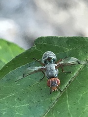 Senopterina caerulescens